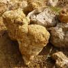 2013 04 12 Montaugu Le Blin 021