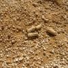 2013 04 12 Montaugu Le Blin 022
