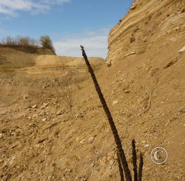 2013 04 12 Montaugu Le Blin 023
