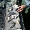 IMG00037-20130609-1654